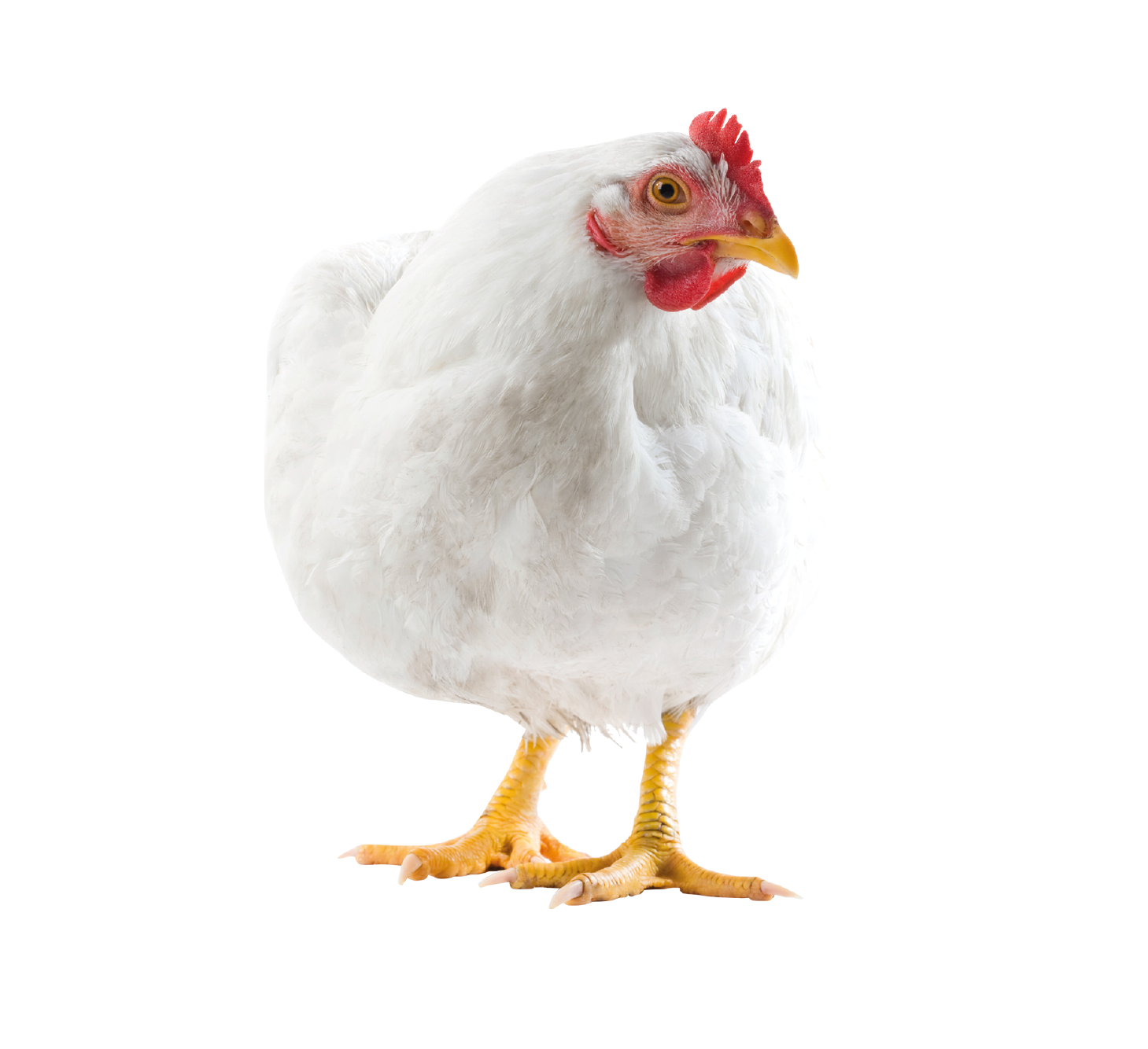 AVES