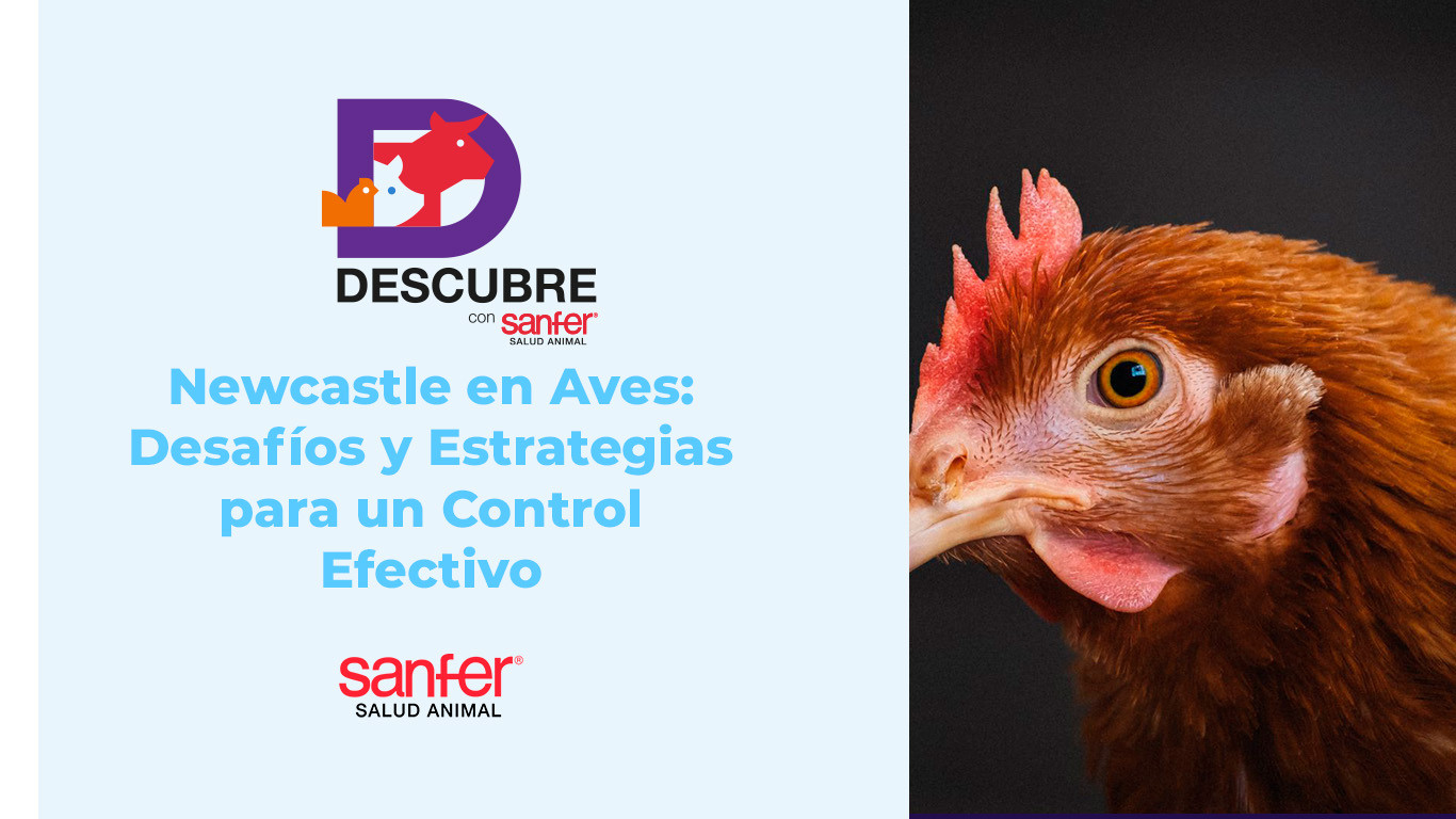 Newcastle en Aves: Desafíos y Estrategias para un Control Efectivo
