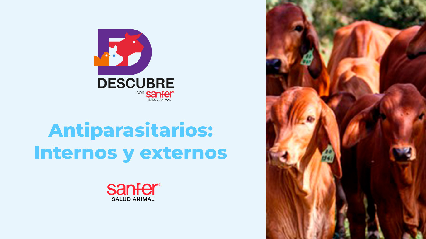 Antiparasitarios internos y externos: claves para el control estratégico con Eprinomectina en bovinos