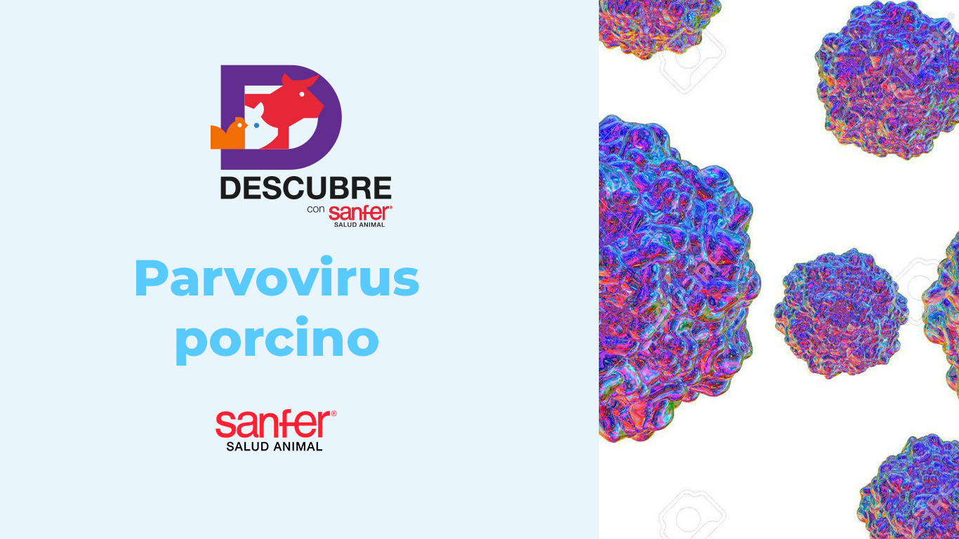 Bioseguridad: estrategias clave para prevenir brotes en granjas avícolas
