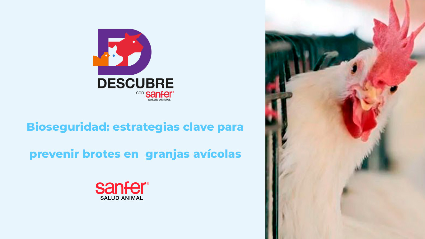 Bioseguridad: estrategias clave para prevenir brotes en granjas avícolas