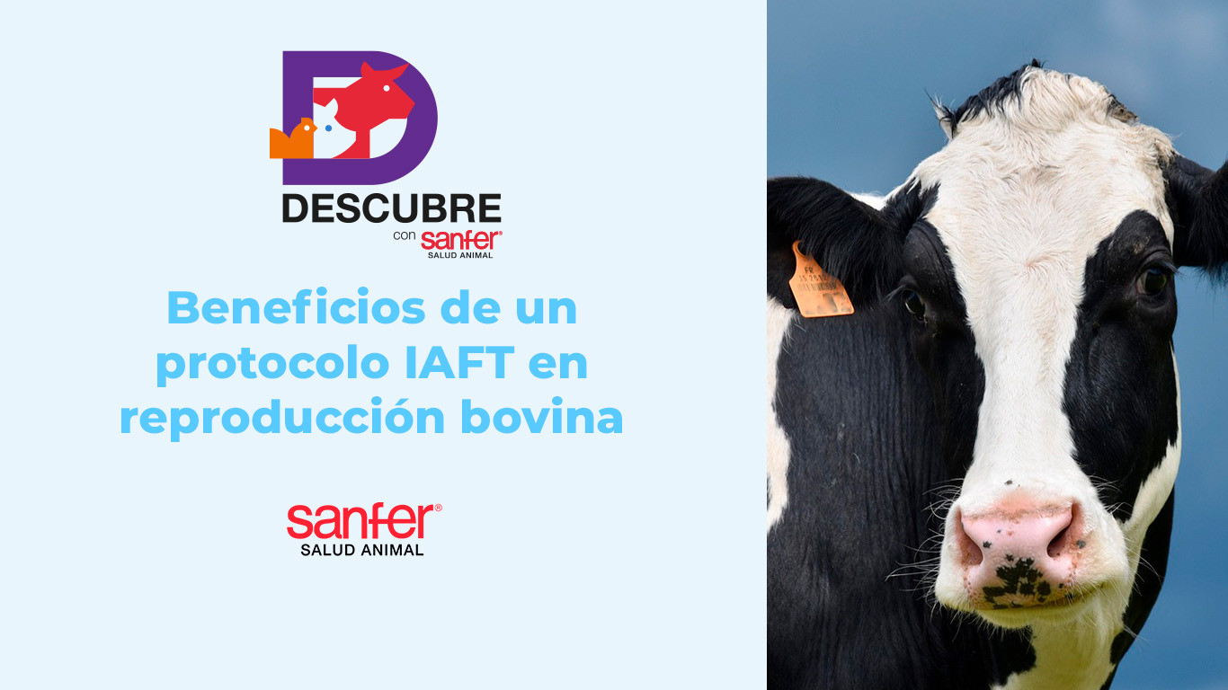 Beneficios de un protocolo IATF en reproducción bovina