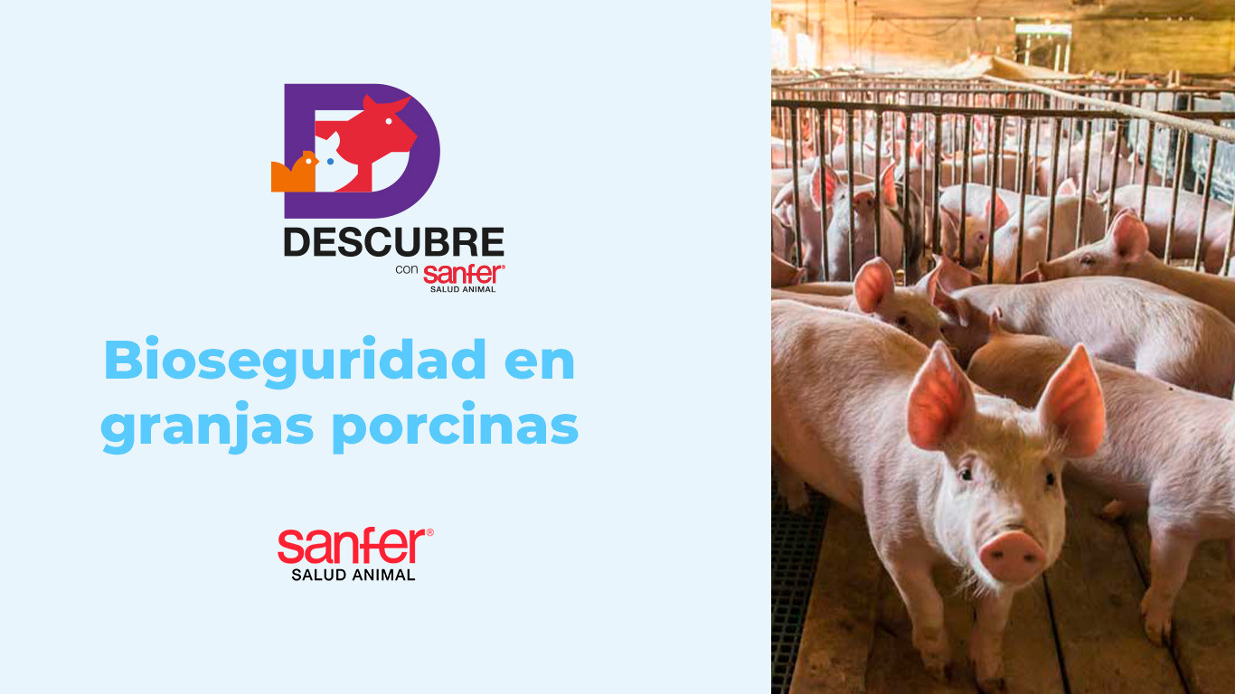 Bioseguridad en granjas porcinas