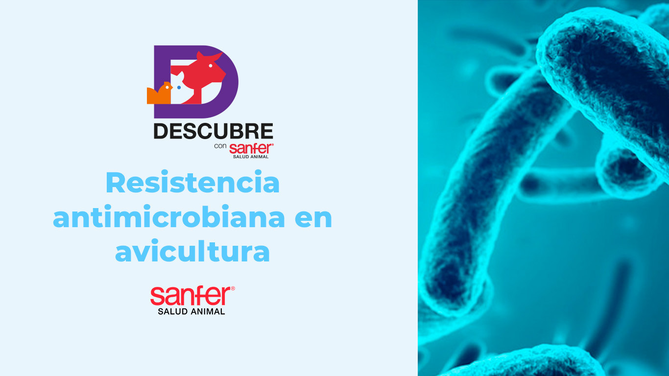 Resistencia antimicrobiana en avicultura: retos actuales y enfoques de control responsable