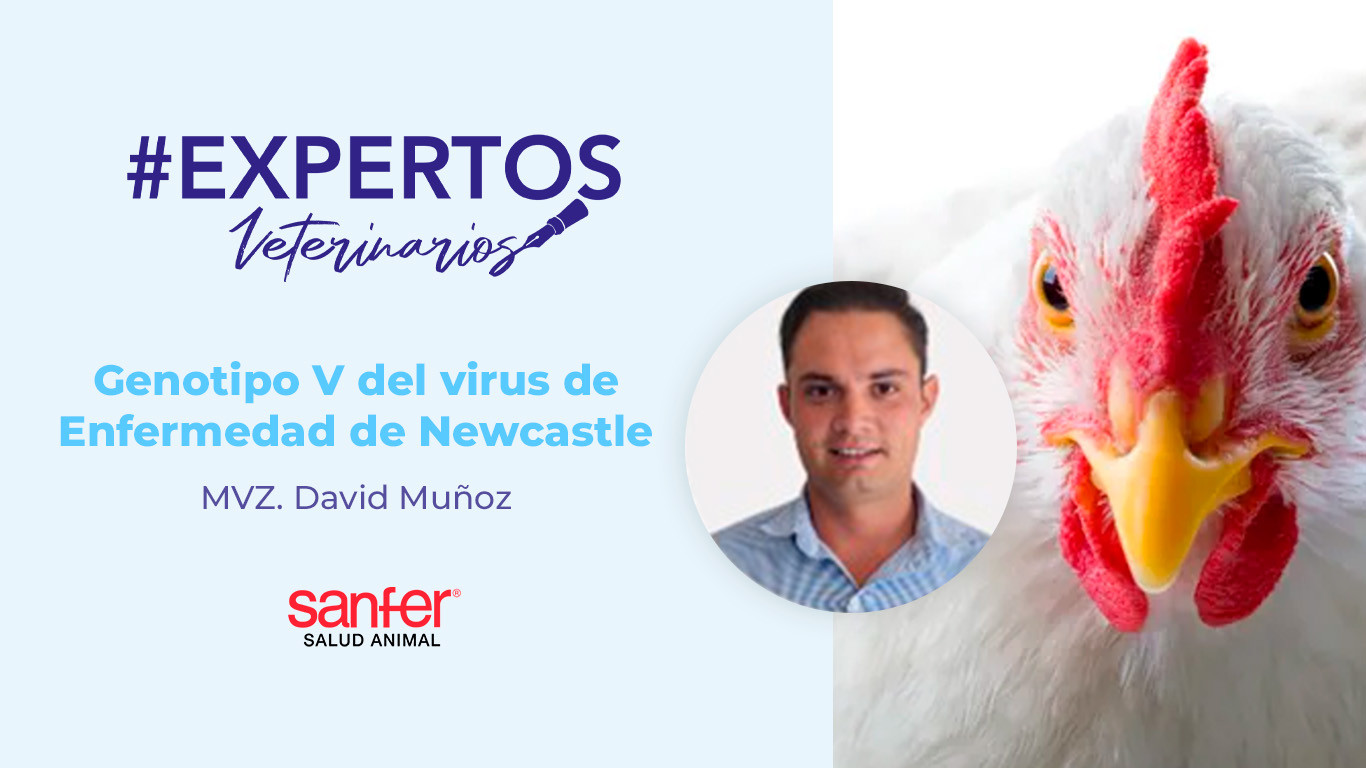 Genotipo V del virus de Enfermedad de Newcastle, avances en protección.