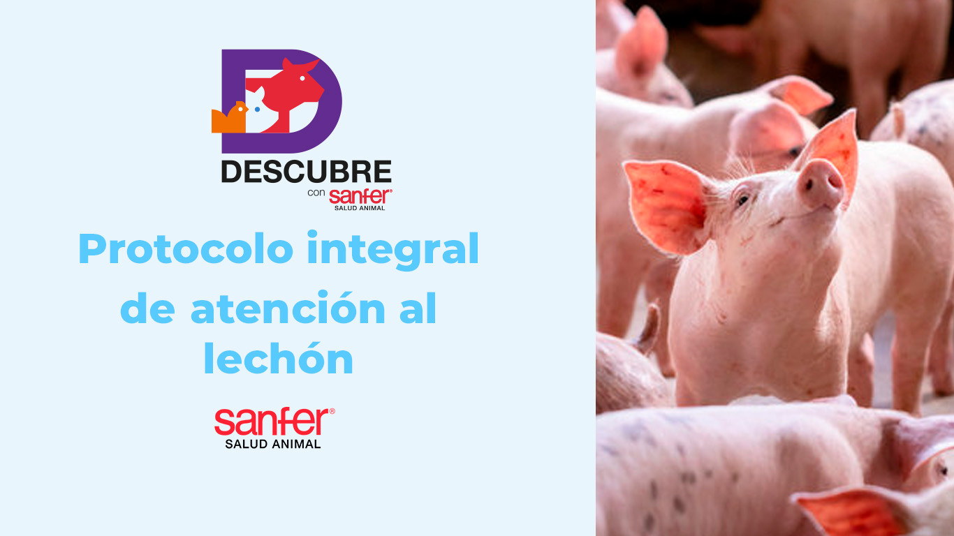 Protocolo integral de atención al lechón: pasos clave para reducir mortalidad