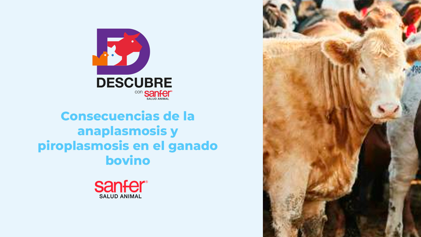Consecuencias de la anaplasmosis y piroplasmosis en el ganado bovino