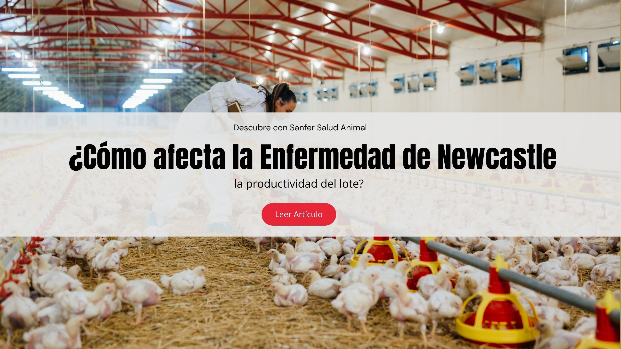 Cómo afecta la Enfermedad de Newcastle la productividad del lote