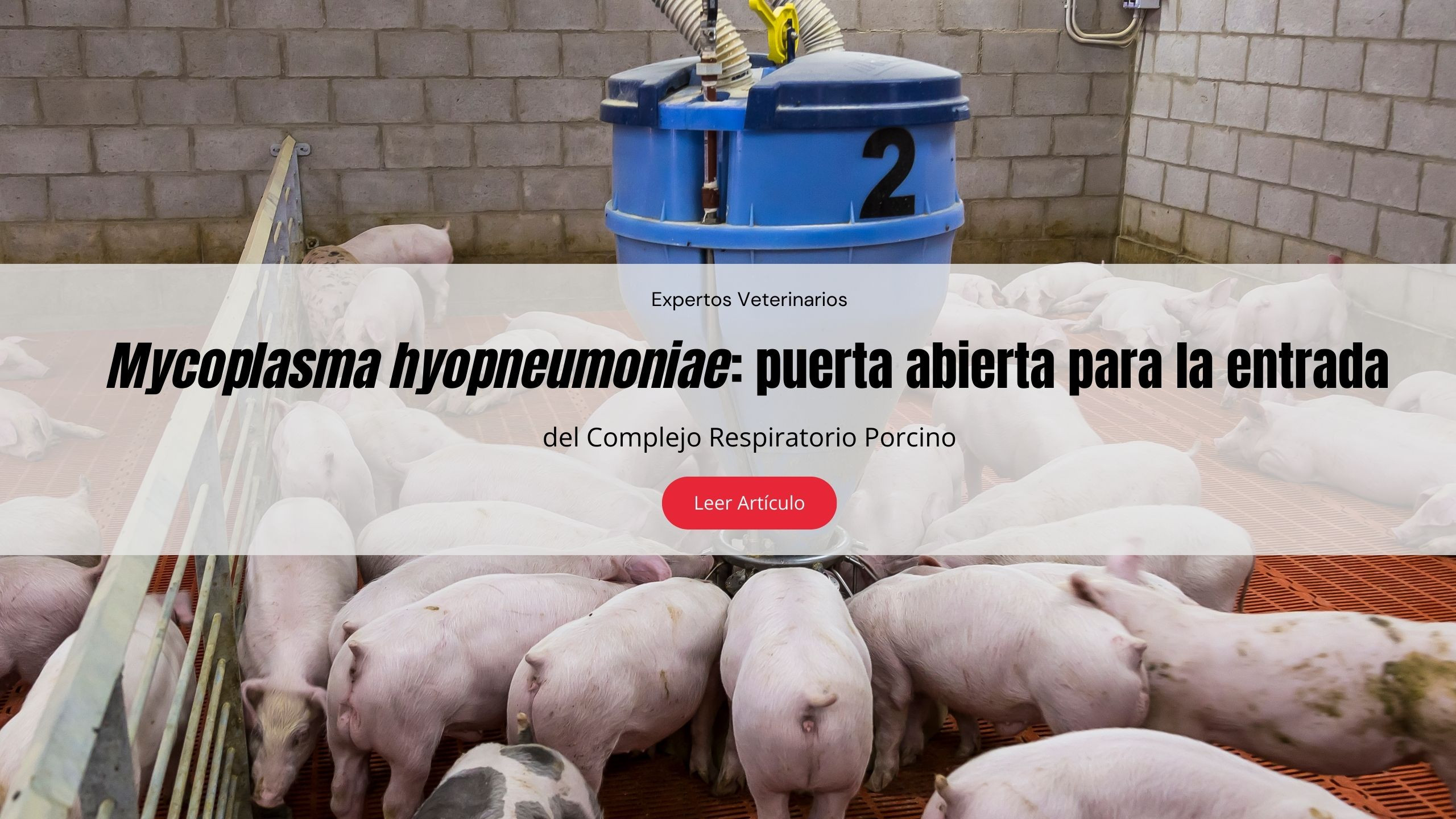 Mycoplasma hyopneumoniae: puerta abierta para la entrada del Complejo Respiratorio Porcino