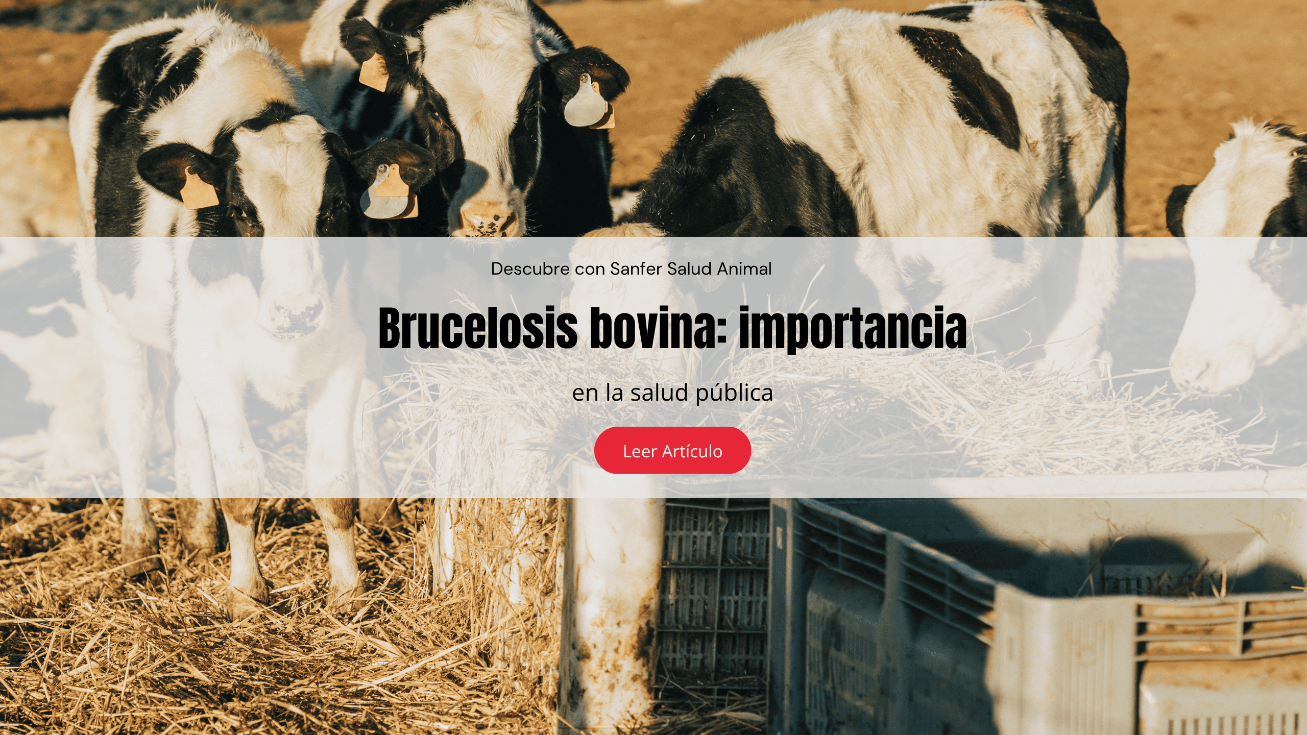 Brucelosis bovina: importancia en la salud pública