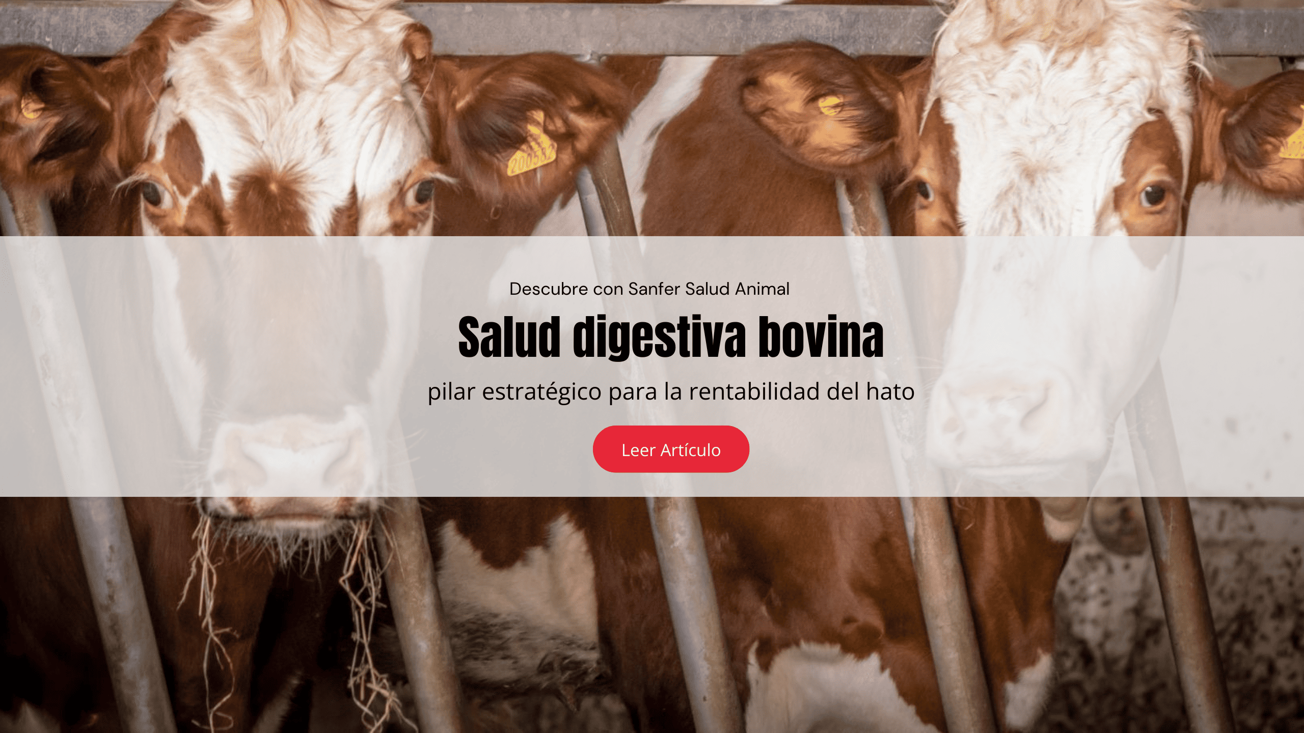 Salud digestiva bovina: un pilar estratégico para la rentabilidad del hato