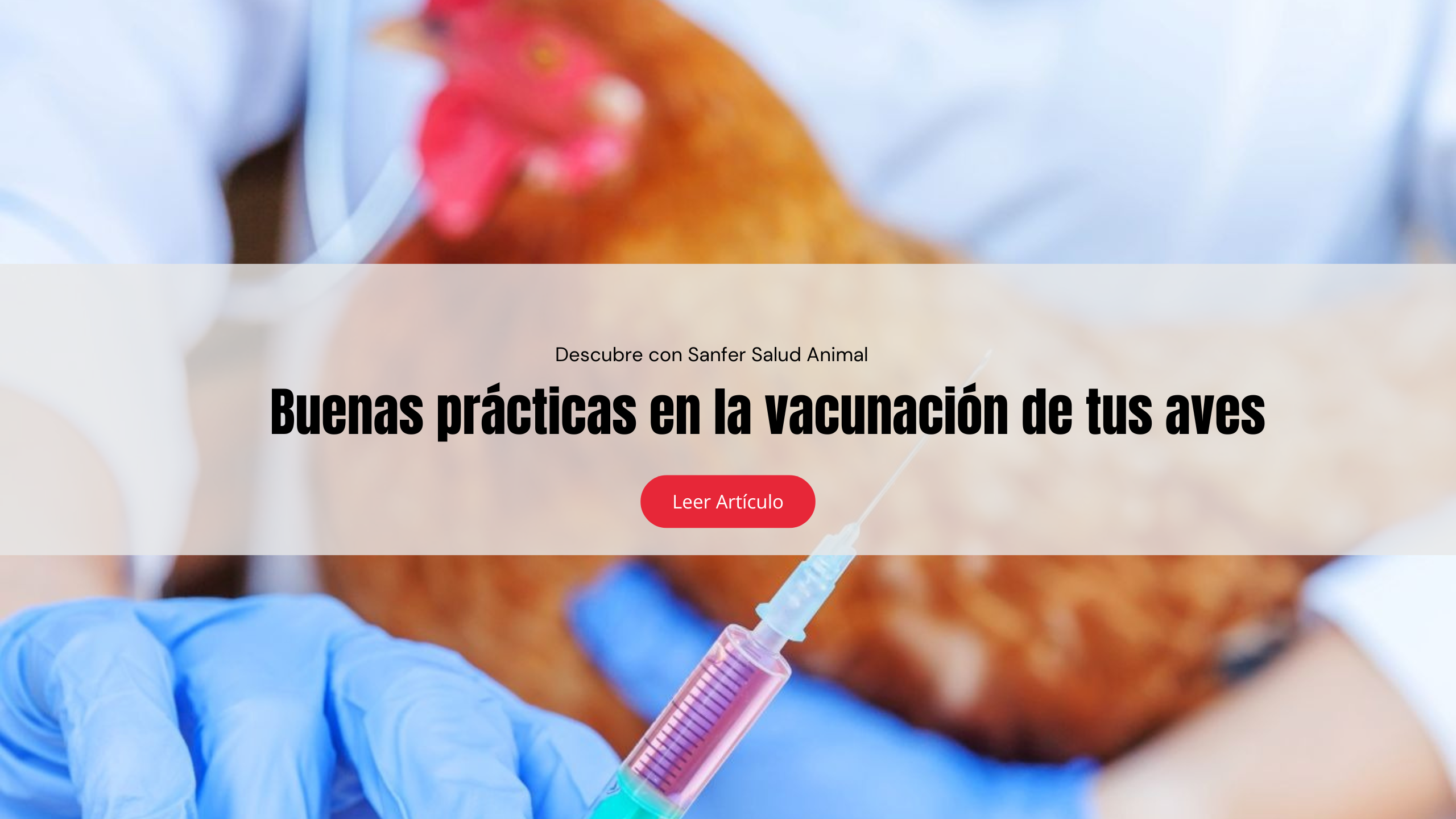 Buenas prácticas en la vacunación de tus aves