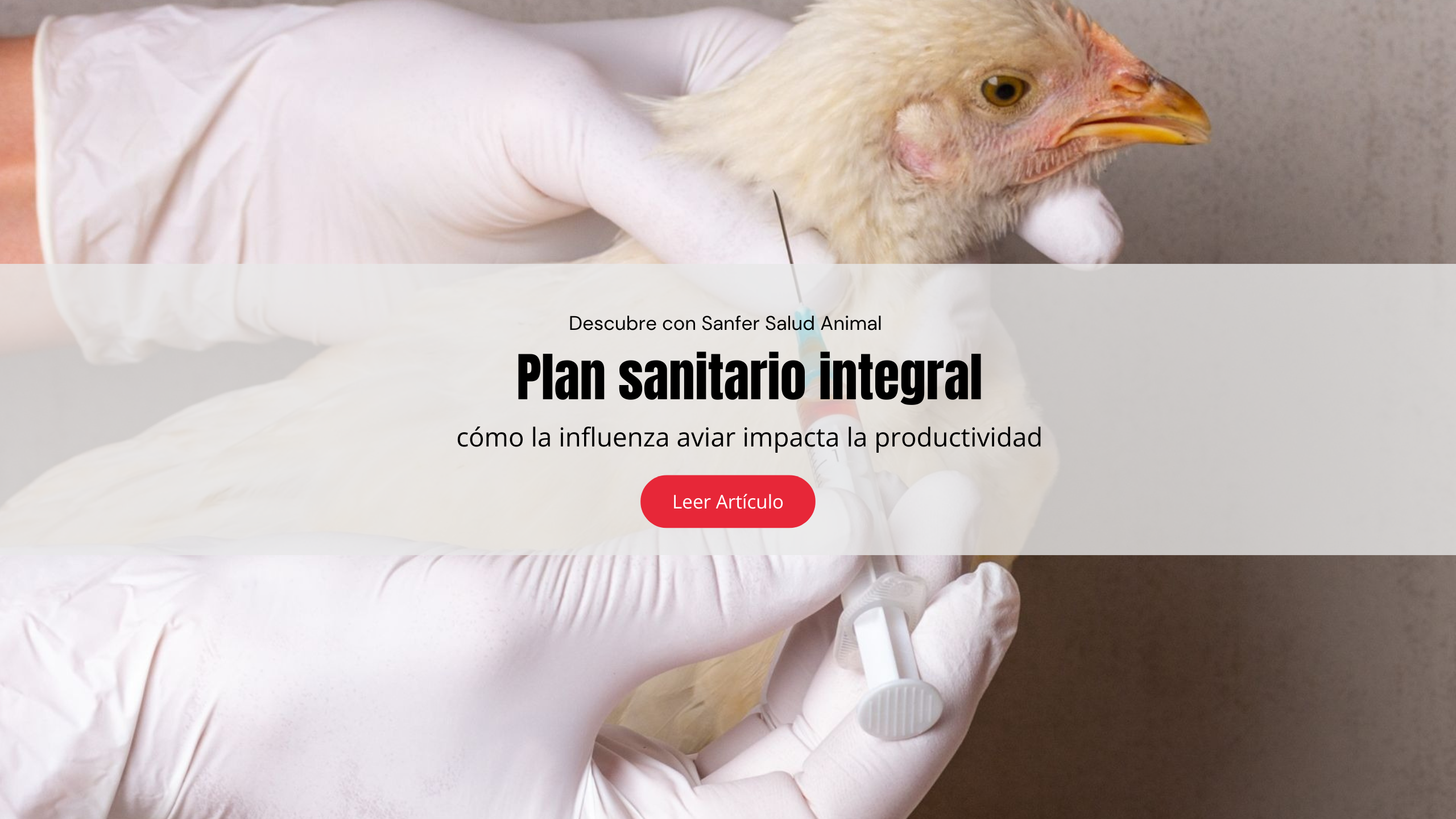 Plan sanitario integral: cómo la influenza aviar impacta la productividad