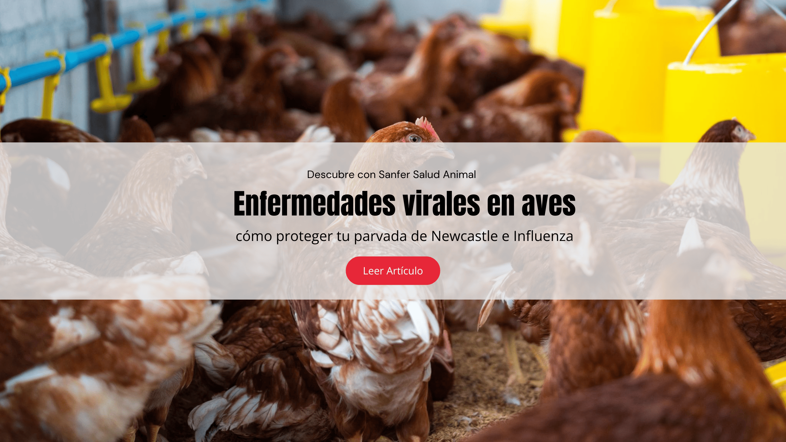 Enfermedades virales en aves: cómo proteger tu parvada de Newcastle e Influenza