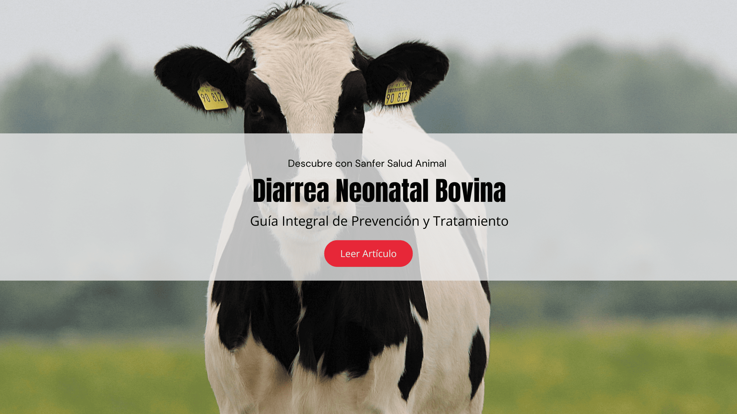 Diarrea Neonatal Bovina: Guía Integral de Prevención y Tratamiento