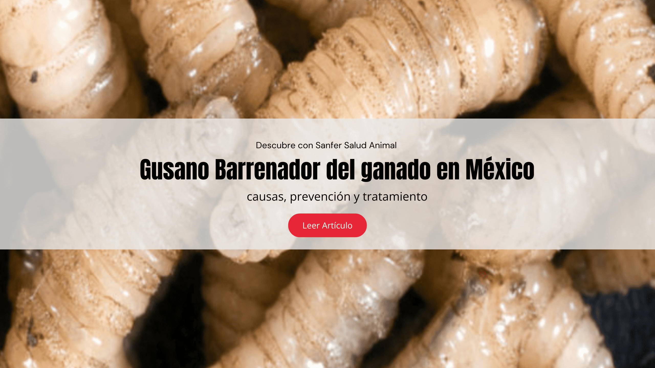 Gusano Barrenador del ganado (GBG) en México: causas, prevención y tratamiento