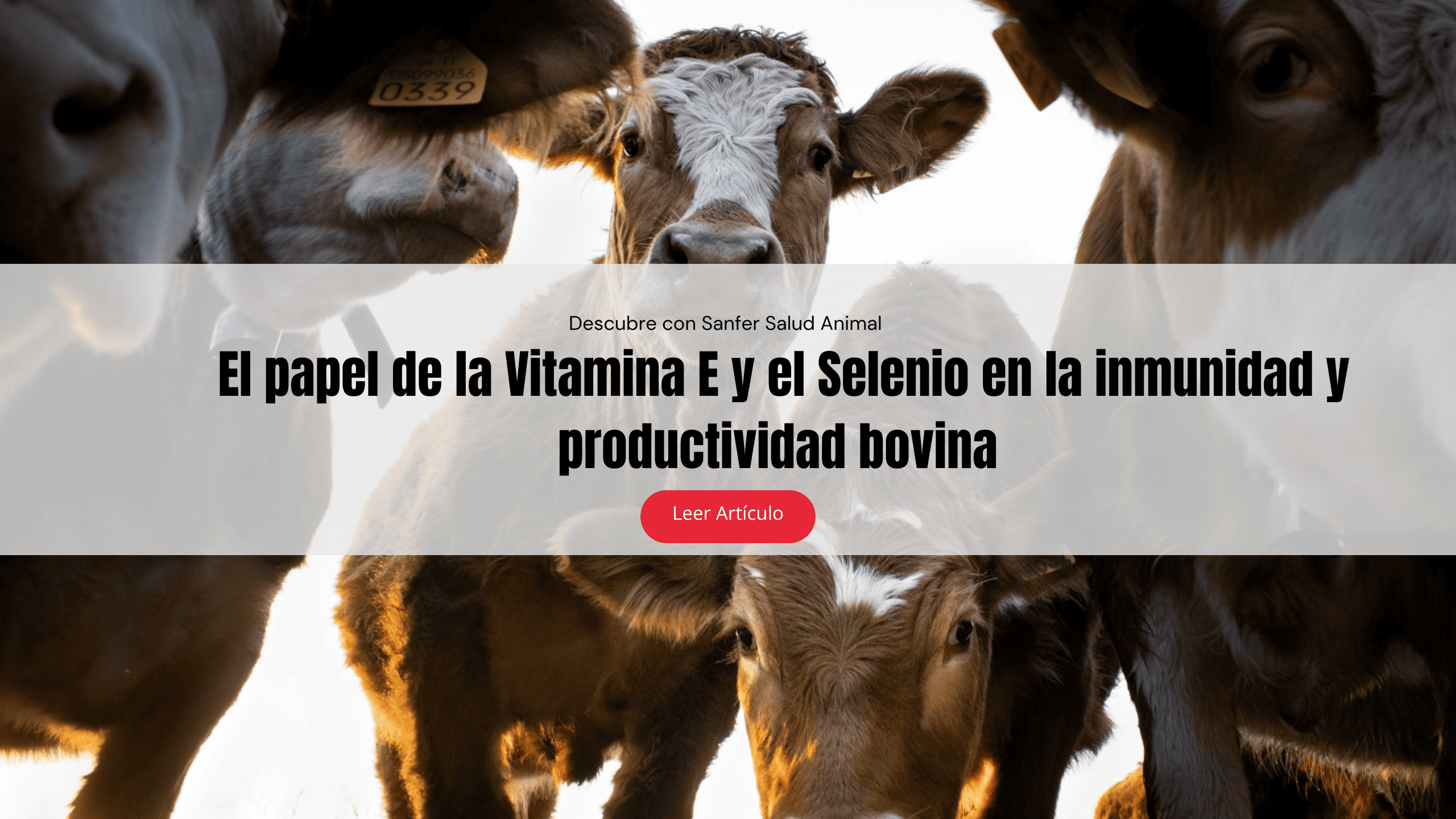 El papel de la Vitamina E y el Selenio en la inmunidad y productividad bovina