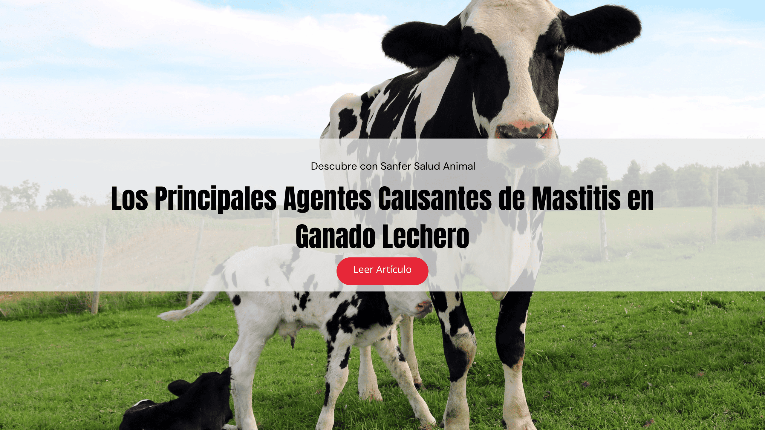 Los Principales Agentes Causantes de Mastitis en Ganado Lechero