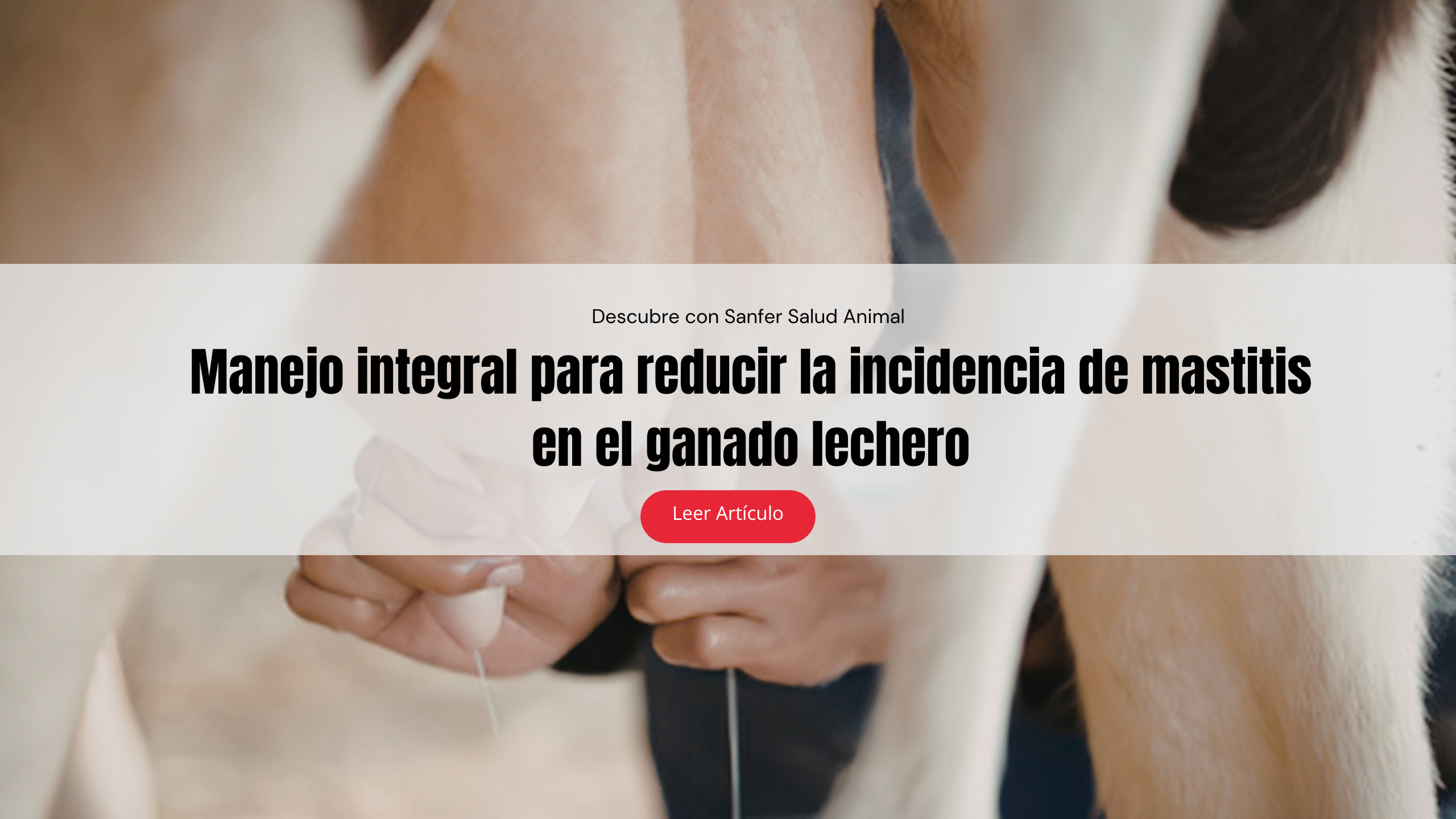 Manejo integral para reducir la incidencia de mastitis en el ganado lechero
