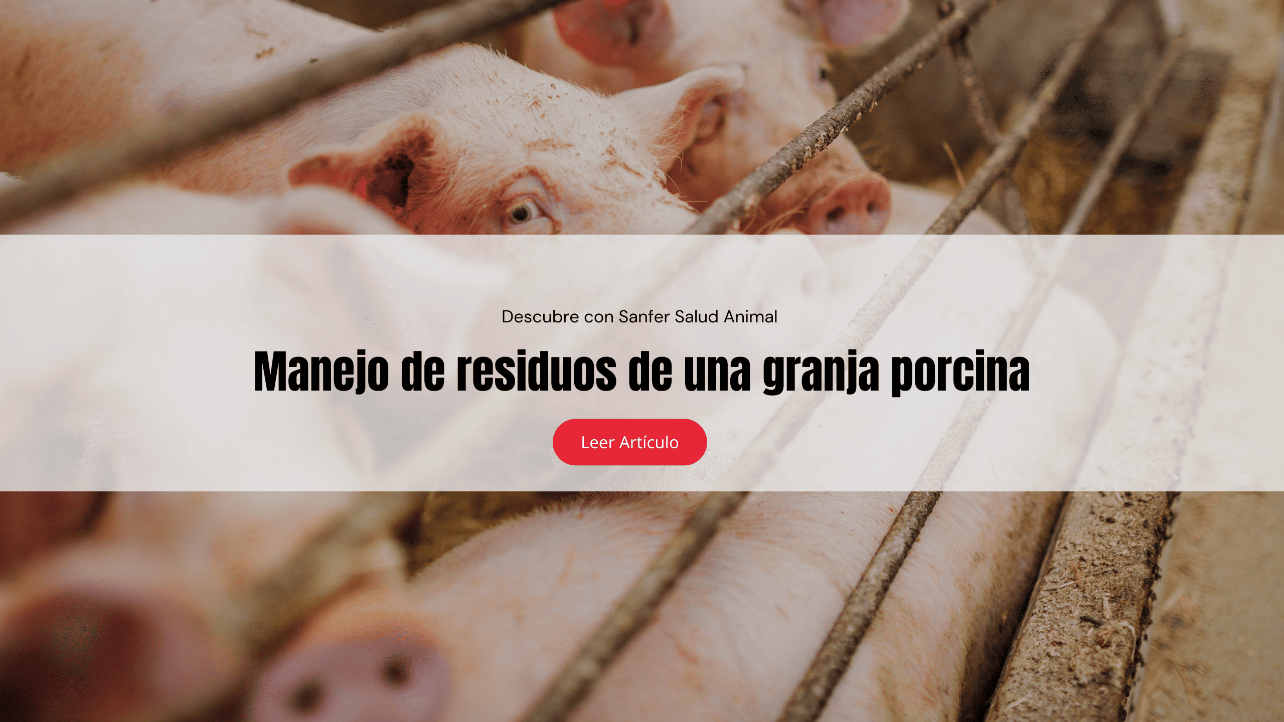 Manejo de residuos de una granja porcina