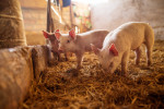 Efectos clínicos de las Micotoxinas en cerdos; un escenario complejo en la susceptibilidad de enfermedades.
