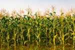 Efectos del uso de mesas densimétricas en la concentración de micotoxinas en maíz.