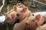 Sanfer Salud Animal ante los riesgos de Fiebre Porcina Africana (FPA)