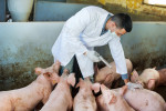Variabilidad genética del parvovirus porcino y su implicación en la vacunación