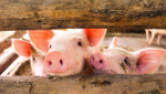 Producción y Sanidad en la Porcicultura