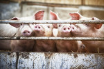 La administración correcta de ractopamina en cerdos