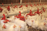 Evaluación de la eficacia de Zeotek y otros aditivos  antimicotoxinas en el control de una contaminación múltiple de micotoxinas en pollo de engorda
