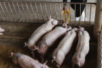 Evaluación del riesgo de micotoxinas en la porcicultura