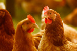 Influenza aviar H5N1, una nueva amenaza a la avicultura