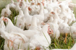 Herramientas diagnósticas para influenza aviar