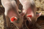 Uso de inmunoglobulinas de origen aviar para contrarrestar los efectos del virus de la diarrea epidémica porcina