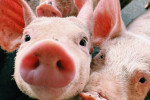 Situación Actual de la Diarrea Epidémica Porcina y Estrategias de Control en Granjas Porcinas