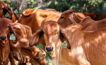 Importancia económica de las infestaciones en bovinos en México