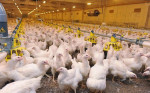 Principios de bioseguridad en la industria avícola