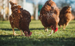 Nicarbazina en alimentos balanceados para pollo de engorda