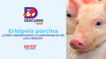 Erisipela porcina ¿cómo observamos la enfermedad en los cerdos?