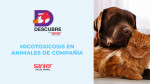 Micotoxicosis en gatos: un problema de salud al consumir alimentos contaminados con micotoxinas.