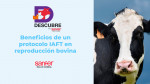 Beneficios de un protocolo IATF en reproducción bovina
